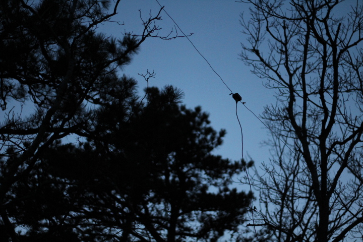 Simple dipole in the trees